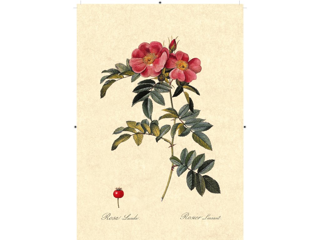 řůže šípková rudá béžová