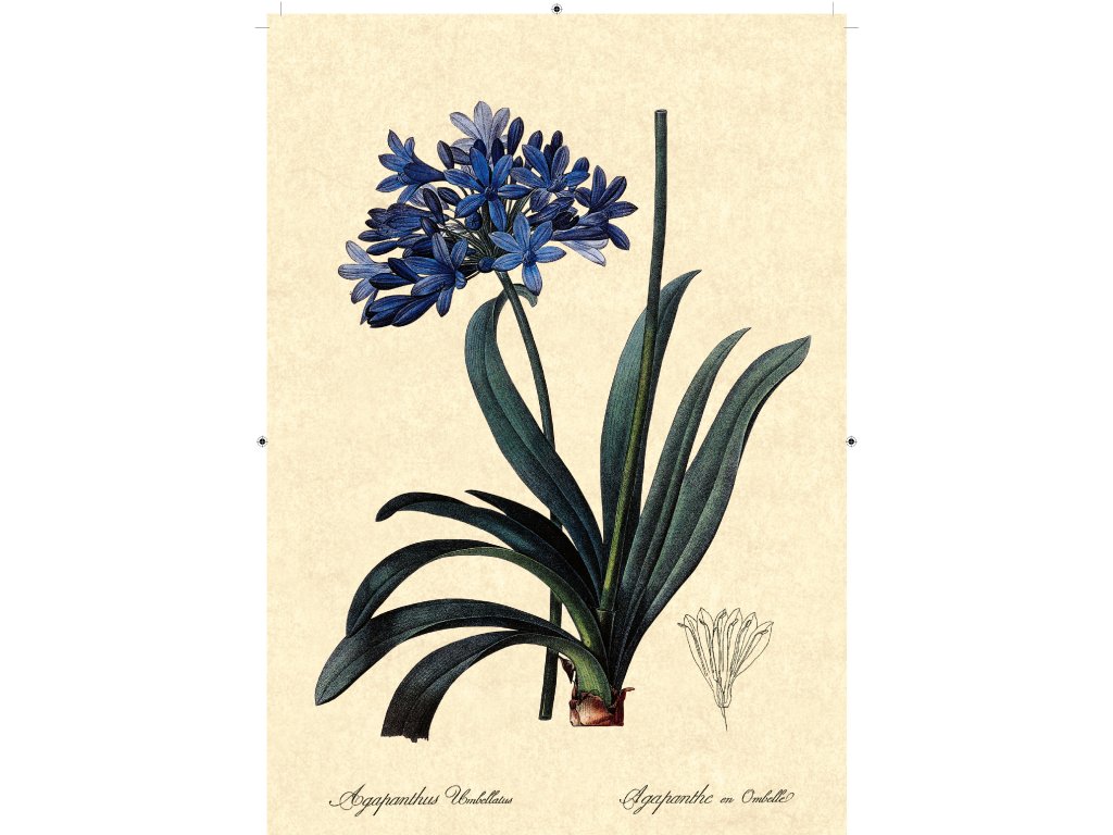 africká lilie béžová