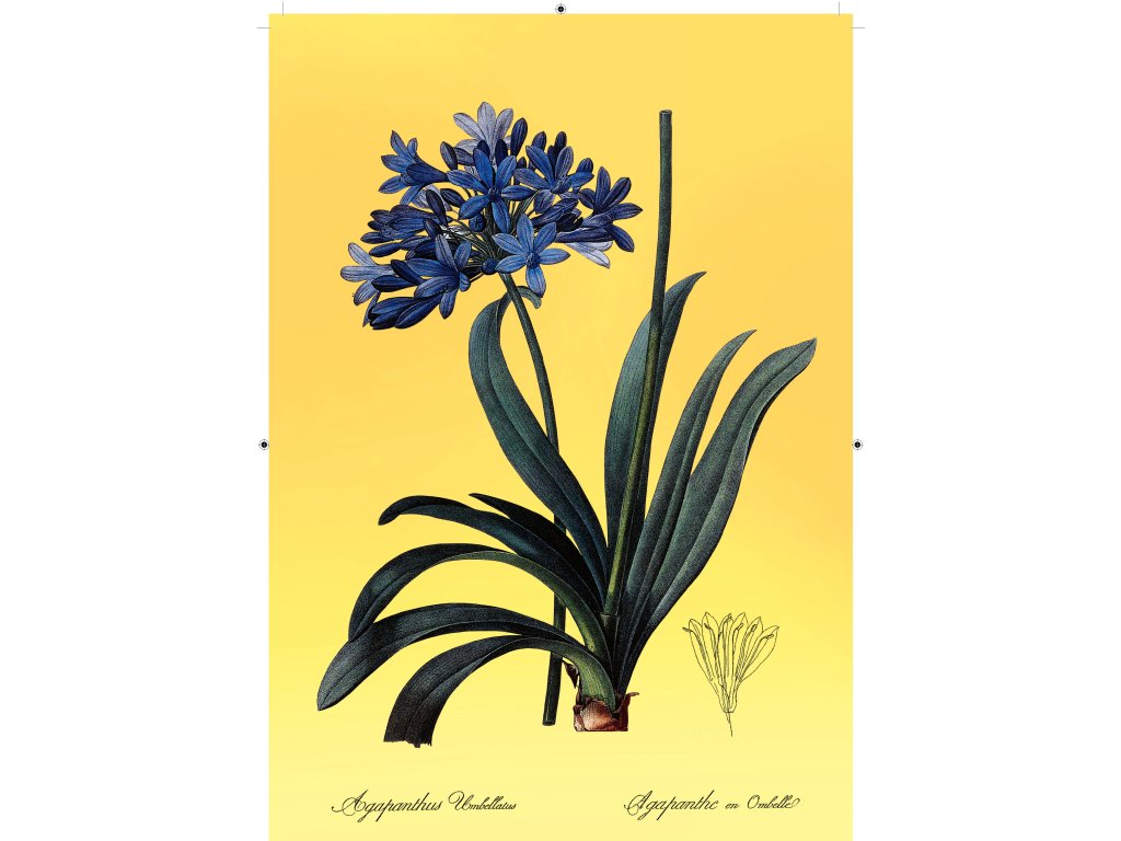 africká lilie žlutá