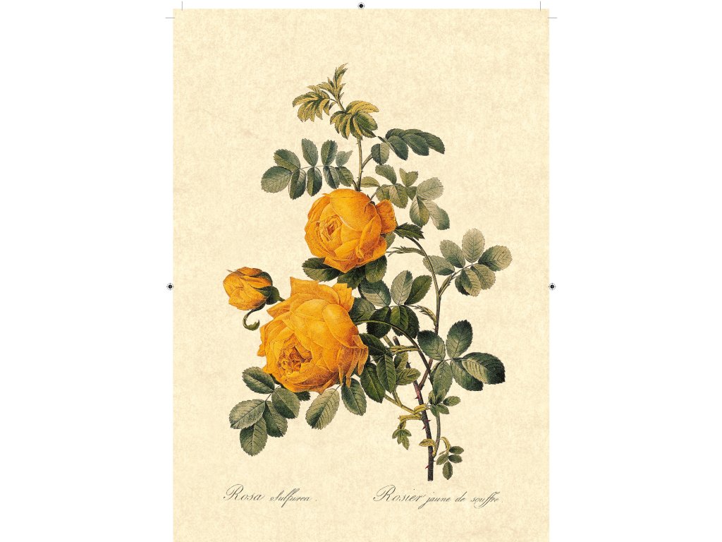 Rosa Sulfurea na béžovém pozadí