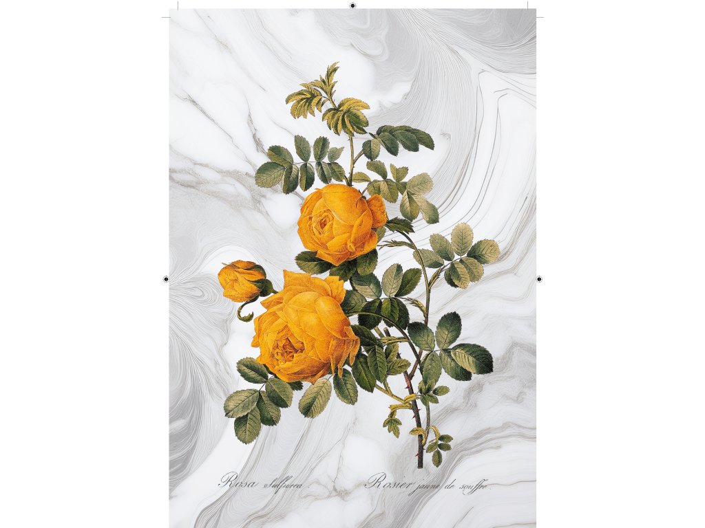 růže žlutá mramorová