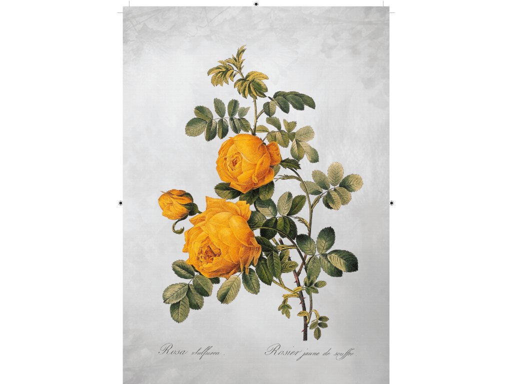 růže žlutá šedá