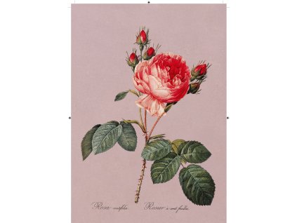 růže rudá růžová