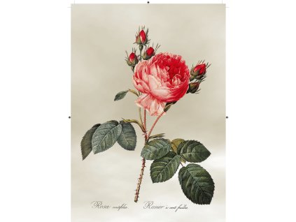 růže rudá světle šedá