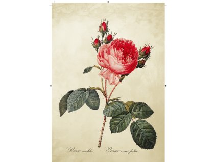 růže rudá světle žlutá