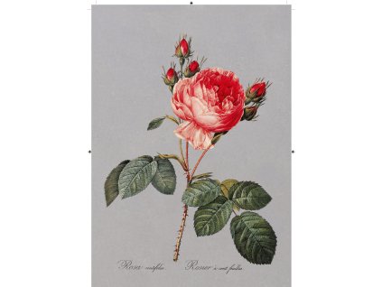 růže rudá tmavě šedá