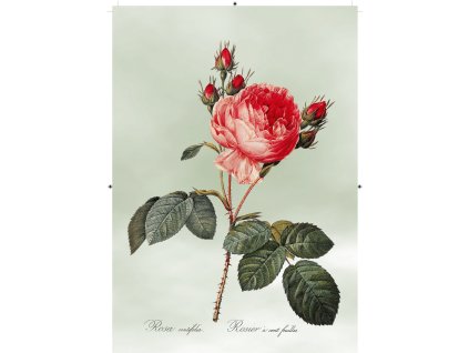 růže rudá světle zelená