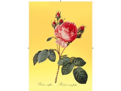 růže rudá žlutá