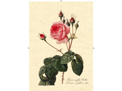 růže rudá 2 béžová
