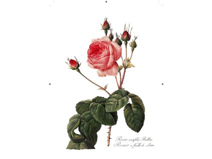 růže rudá 2 bílá