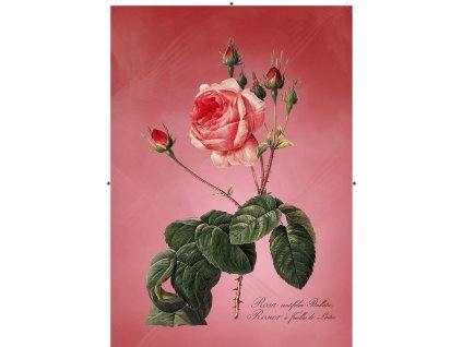 růže rudá 2 červená