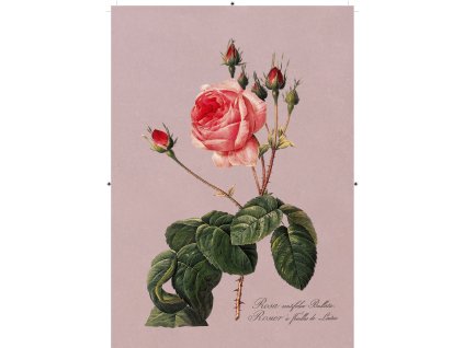 růže rudá 2 růžová