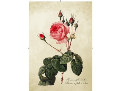 růže rudá 2 světle žlutá