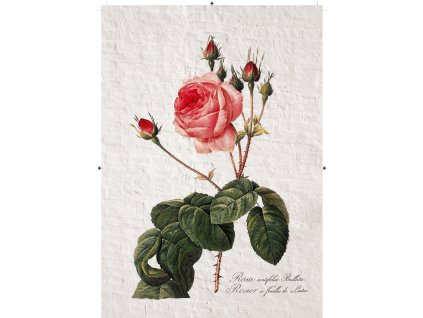 růže rudá 2 zděná
