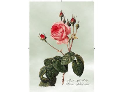 růže rudá 2 světle zelená