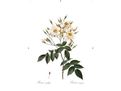 růže šípková bílá bílá