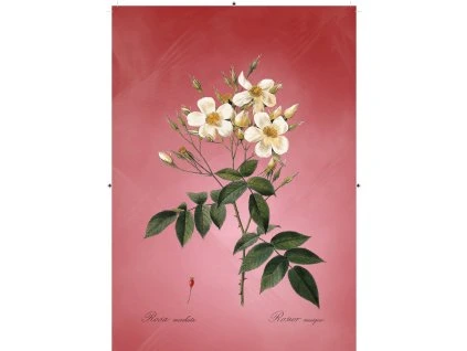 růže šípková bílá červená