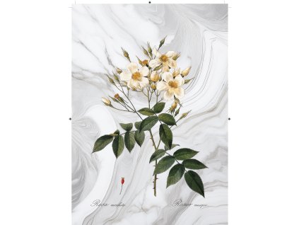 růže šípková bílá mramorová