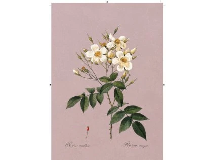 růže šípková bílá růžová