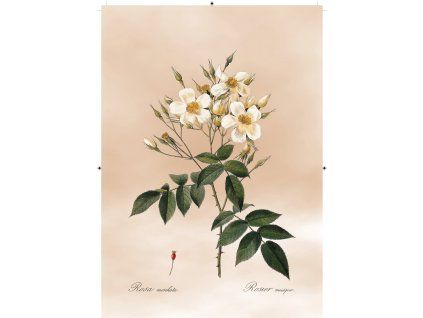 růže šípková bílá světle růžová