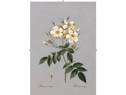 růže šípková bílá tmavě šedá