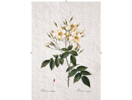 růže šípková bílá zděná