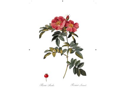 řůže šípková rudá bílá