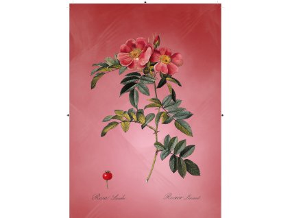 řůže šípková rudá červená