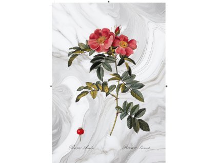 řůže šípková rudá mramorová