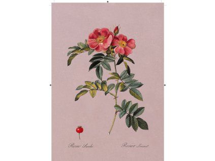 řůže šípková rudá růžová