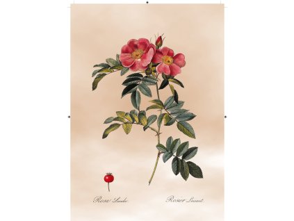 řůže šípková rudá světle růžová