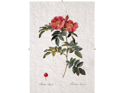 řůže šípková rudá zděná