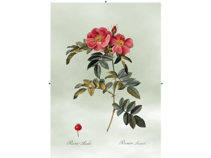 řůže šípková rudá světle zelená