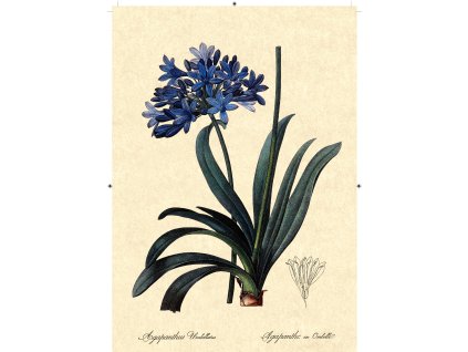 africká lilie béžová