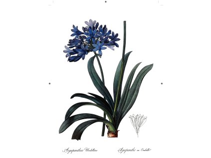 africká lilie bílá