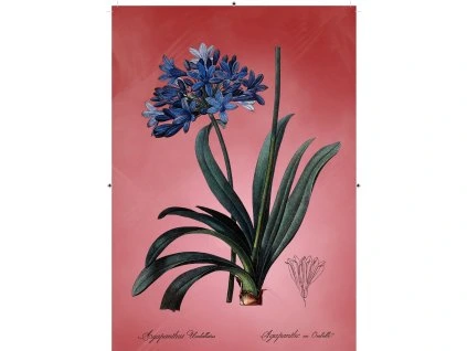 africká lilie červená