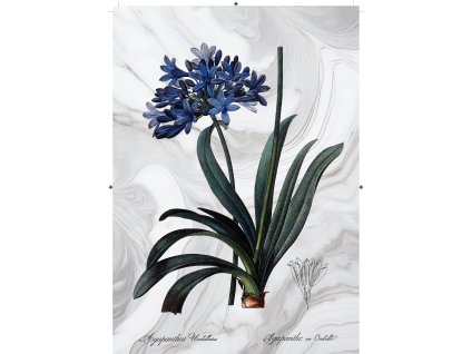 africká lilie mramorová