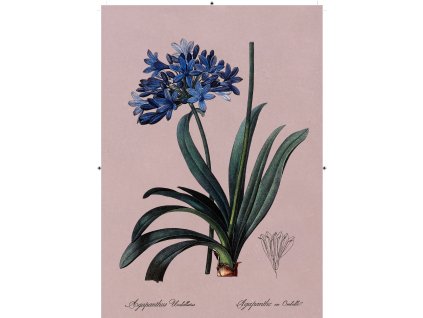 africká lilie růžová