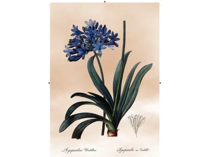 africká lilie světle růžová