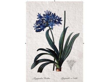 africká lilie zděná