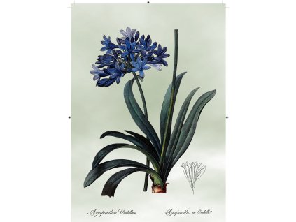 africká lilie světle zelená