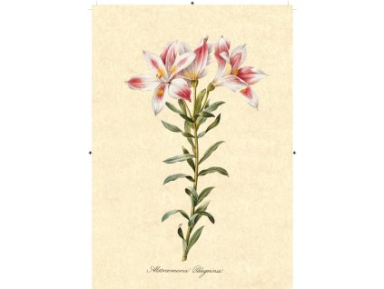 peruánská lilie béžová