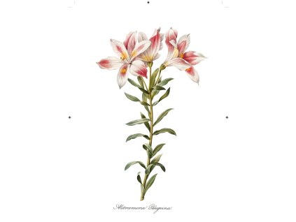 peruánská lilie bílá