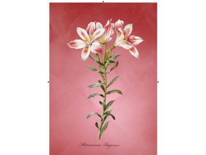 peruánská lilie červená