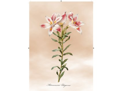 peruánská lilie světle růžová