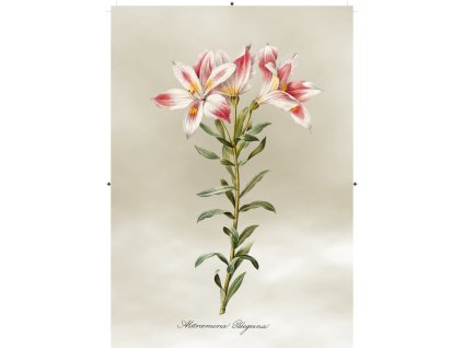 peruánská lilie světle šedá