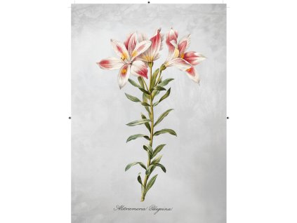 peruánská lilie šedá