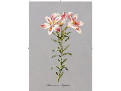 peruánská lilie tmavě šedá