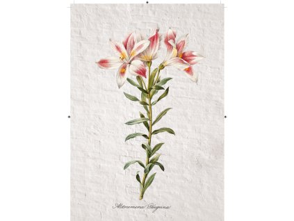 peruánská lilie zděná