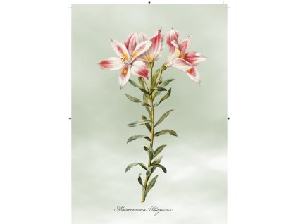 peruánská lilie světle zelená